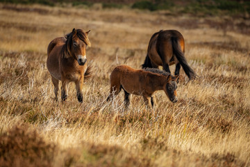 Wild Exmoor Ponies, seen on Porlock Hill in Somerset, England, UK