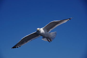 Fototapeta na wymiar seagull in flight