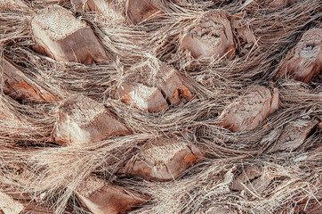 Close up of palm tree trunk for texture or background. Toned image.