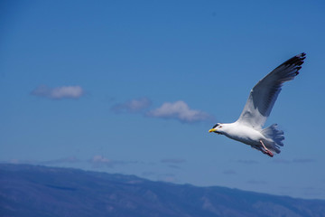seagull in flight
