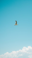 stork in flight