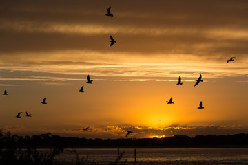 Fototapeta premium Sunset over Phillip Island