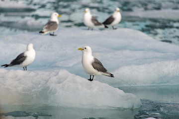 Seagull on the ice