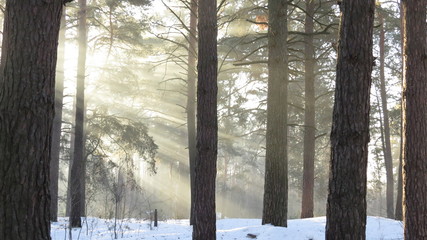 Sunlights in the forest