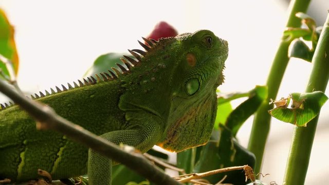 Close up video of green iguana