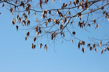 겨울 나무가지와 잎