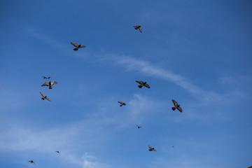 palomas volando