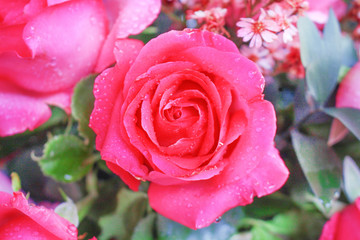 Top view colorful pink rose flowers blooming with water drops for background