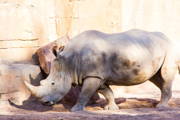 Obraz premium Portrait of an african white rhinoceros, Ceratotherium simum, in a rocky landscape