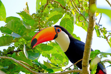 Toco Toucan, Ramphastos Toco, also known as Common Toucan, Giant Toucan, Iguazu or Iguacu, Brazil © reisegraf