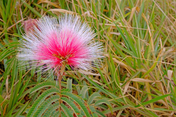 Blooming pink, red and white mimosa flower, close up, Parana, southern Brazil