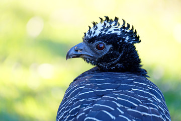 Female Bare-faced Curassow, Crax Fasciolata, is a species of bird in the family Cracidae, Mato Grosso Do Sul, Brazil