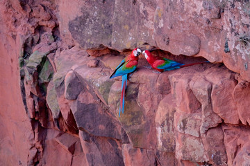 Red And Green Macaws, Ara Chloropterus, Buraco Das Araras, near Bonito, Pantanal, Brazil