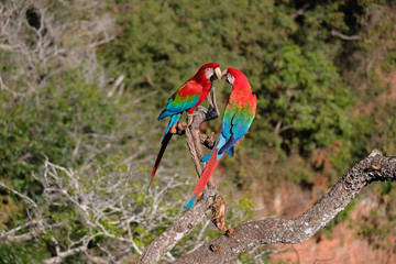 Red And Green Macaws, Ara Chloropterus, Buraco Das Araras, near Bonito, Pantanal, Brazil © reisegraf