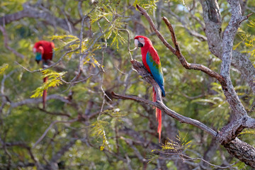 Red And Green Macaws, Ara Chloropterus, Buraco Das Araras, near Bonito, Pantanal, Brazil