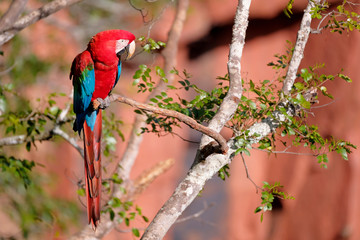 Red And Green Macaw, Ara Chloropterus, Buraco Das Araras, near Bonito, Pantanal, Brazil