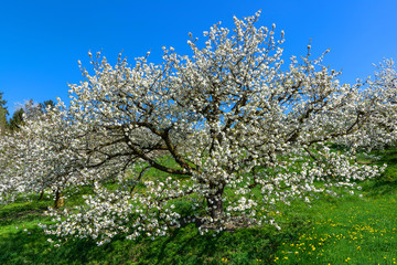 Blick von oben in die Baumkrone eines großen, alten, blühenden Kirschbaums