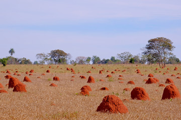 Beautiful termite mounds on dry grassy agricultural field, Bonito, Mato Grosso, Pantanal, Brazil