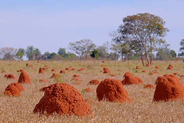 Beautiful termite mounds on dry grassy agricultural field, Bonito, Mato Grosso, Pantanal, Brazil