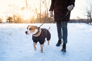 Walking the dog on cold winter day. Person with a dog in warm clothing on the leash at a park