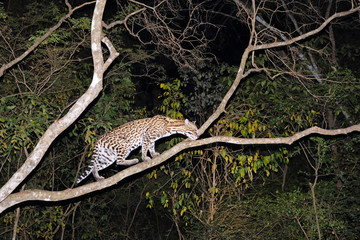 Ocelot, Leopardus Pardalis, at night, Fazenda San Francisco, Miranda, Mato Grosso do Sul, Brazil, South America