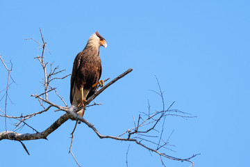 Southern Caracara, Caracara Plancus, perching on a branch in the forest, Mato Grosso, Pantanal, Brazil