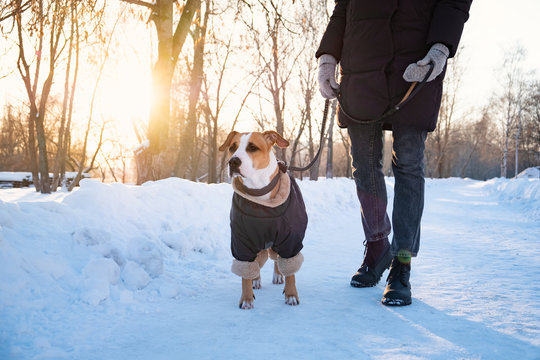 Walking with a dog in coat on cold winter day. Person with a dog in warm clothing on the leash at a park