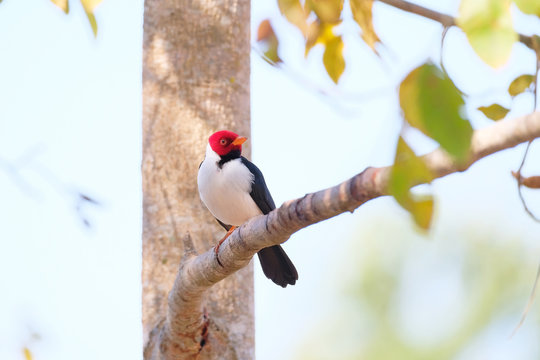 Yellow-billed Cardinal, Paroaria Capitata, black and white song bird with red head, Mato Grosso, Pantanal, Brazil