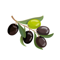 Olives bunch logo. Green and black olives branche vector illustration