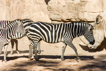 Fototapeta na wymiar A group of zebras grazing in a rocky landscape. A rhinoceros in the background