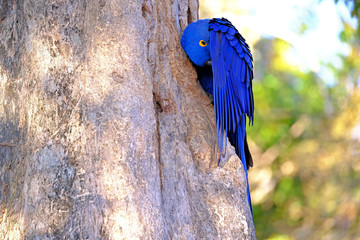 Hyacinth Macaw, Anodorhynchus Hyacinthinus, or Hyacinthine Macaw, Pantanal, Mato Grosso do Sul, Brazil