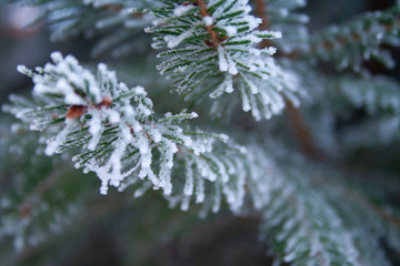 Frost spruce