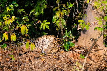 Jaguar, Panthera Onca, resting on a riverbank, Cuiaba River, Porto Jofre, Pantanal Matogrossense, Mato Grosso, Brazil