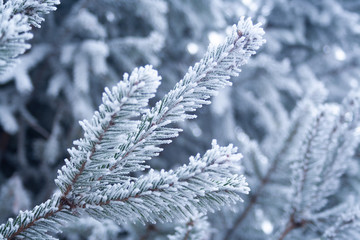 Frost spruce