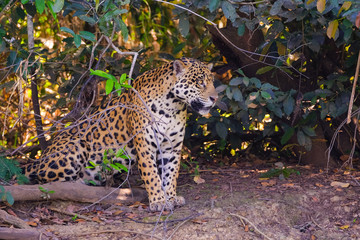 Fototapeta na wymiar Jaguar, Panthera Onca, on a riverbank, Cuiaba River, Porto Jofre, Pantanal Matogrossense, Mato Grosso, Brazil