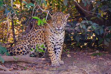 Jaguar, Panthera Onca, on a riverbank, Cuiaba River, Porto Jofre, Pantanal Matogrossense, Mato...