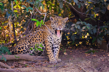 Jaguar, Panthera Onca, on a riverbank, Cuiaba River, Porto Jofre, Pantanal Matogrossense, Mato Grosso, Brazil