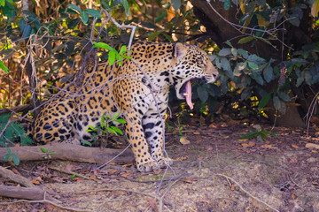 Jaguar, Panthera Onca, on a riverbank, Cuiaba River, Porto Jofre, Pantanal Matogrossense, Mato...