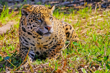 Jaguar, Panthera Onca, on a riverbank, Cuiaba River, Porto Jofre, Pantanal Matogrossense, Mato Grosso, Brazil