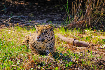 Jaguar, Panthera Onca, on a riverbank, Cuiaba River, Porto Jofre, Pantanal Matogrossense, Mato Grosso, Brazil