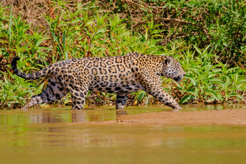 Fototapeta na wymiar Jaguar, Panthera Onca, on the hunt, Cuiaba River, Porto Jofre, Pantanal Matogrossense, Mato Grosso do Sul, Brazil