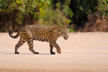 Fototapeta na wymiar Jaguar, Panthera Onca, Female, Cuiaba River, Porto Jofre, Pantanal Matogrossense, Mato Grosso do Sul, Brazil