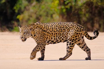 Foto op Plexiglas Jaguar, Panthera Onca, Female, Cuiaba River, Porto Jofre, Pantanal Matogrossense, Mato Grosso do Sul, Brazil © reisegraf