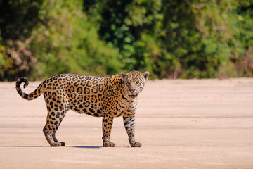 Jaguar, Panthera Onca, Female, Cuiaba River, Porto Jofre, Pantanal Matogrossense, Mato Grosso do Sul, Brazil