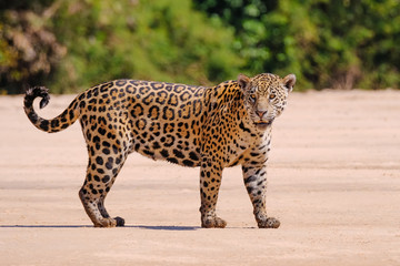 Jaguar, Panthera Onca, Female, Cuiaba River, Porto Jofre, Pantanal Matogrossense, Mato Grosso do Sul, Brazil - obrazy, fototapety, plakaty