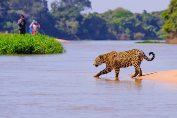Jaguar, Panthera Onca, Female, observed by unrecognizable tourists crossing Cuiaba River, Pantanal, Brazil - obrazy, fototapety, plakaty