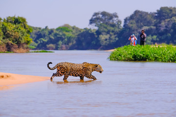 Jaguar, Panthera Onca, Female, observed by unrecognizable tourists crossing Cuiaba River, Pantanal,...