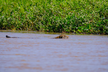 Jaguar, Panthera Onca, Female, swims across Cuiaba River, Porto Jofre, Pantanal Matogrossense, Pantanal, Brazil