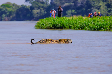 Jaguar, Panthera Onca, Female, observed by unrecognizable tourists crossing Cuiaba River, Pantanal,...