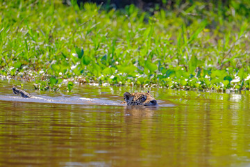 Jaguar, Panthera Onca, Female, swims across Cuiaba River, Porto Jofre, Pantanal Matogrossense, Pantanal, Brazil